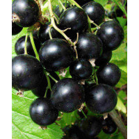 Чорна смородина Софіївська Чорна смородина Софіївська