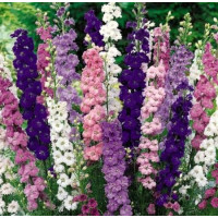 Дельфініум Delphinium (мікс 4 кольори)
