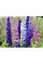 Дельфініум Delphinium (мікс 4 кольори)