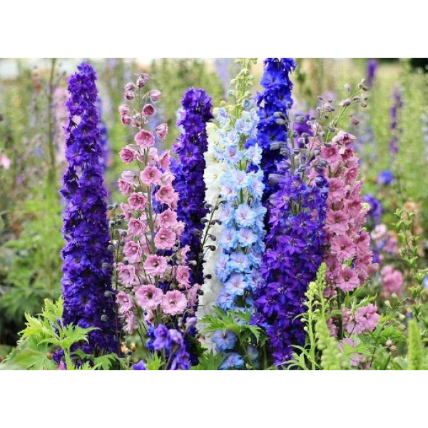 Дельфініум Delphinium (мікс 4 кольори)