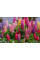 Дельфініум Delphinium (мікс 4 кольори)