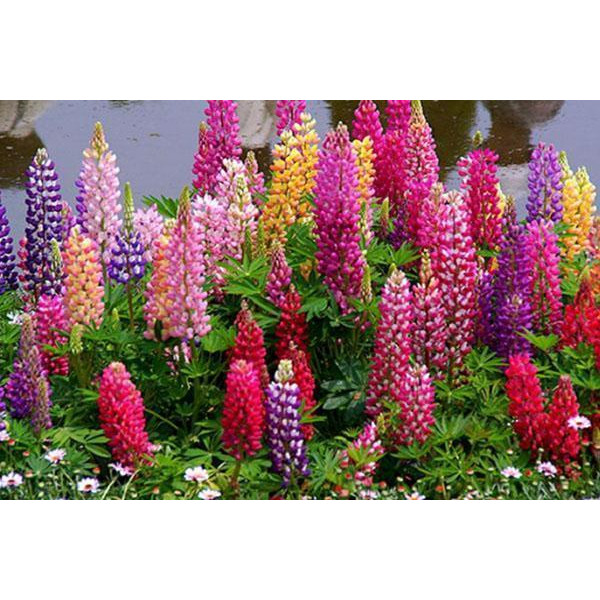 Дельфініум Delphinium (мікс 4 кольори)