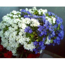 Кампанула (Жених и невеста)комплект 2шт(1біла 1блакитна)