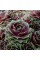 Кам'яна троянда Old Rose (молодило)