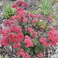 Седум Red Cauli