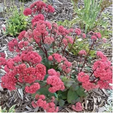 Седум Red Cauli