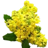 Магония (2)