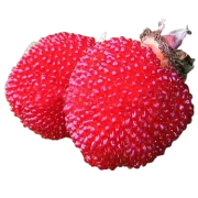 Тібетська малина