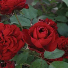 Роза бордюрная Кордула
