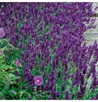 Лаванда Dark Hidcote Blue (саджанці)