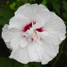 Гибискус сирийский China Chiffon (саженцы)