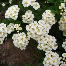 Спирея Vanhouttei (саженцы)