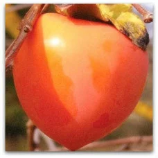Хурма Бычье сердце (Однолетний)