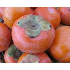 Хурма Королёк (Двухлетний, ОКС)