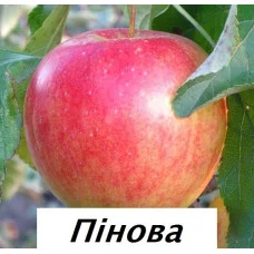 Яблоня Пинова