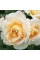 Роза Lions Rose (саженцы)