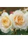 Роза Lions Rose (саженцы)