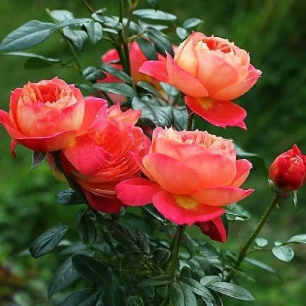 Роза Queen of Hearts (саджанці)