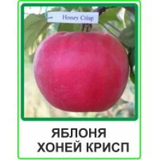 Яблуня Хоней Крисп