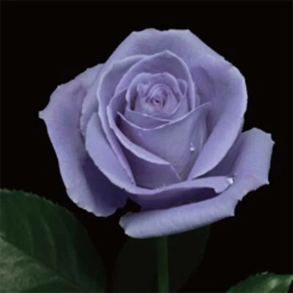 Роза Suntory Blue Rose Applause (саженцы)