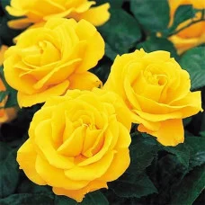 Роза Golden Wedding (саджанець)