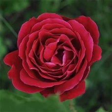 Роза Dame de Coeur (саджанці)