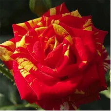 Роза Fire Flash (саженцы)