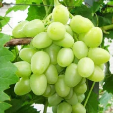 Виноград Аркадія (саджанці)