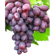 Виноград Дунав (саджанці)