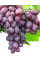 Виноград Дунав (саджанці)