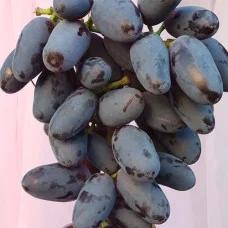 Виноград Байконур (саджанці)