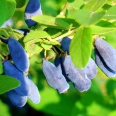Жимолость Чарівниця (саджанці)