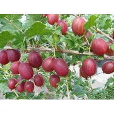 Крыжовник Хаутон