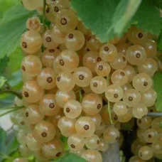 Саженцы белой смородины ВЕРСАЛЬСКАЯ