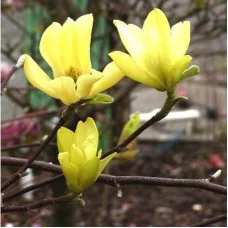 Магнолия Yellow