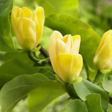 Магнолия Yellow Bird