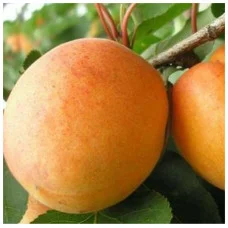 Абрикос Луиза Бланк (ранний)