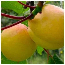 Абрикос ананасний Діма (ранній)