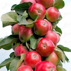 Яблоня колоновидная Вожак (осенняя)