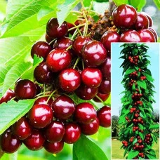 Черешня колоновидная Сэм (средняя)