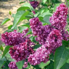 Садженцы бузку кущовий Шарль Жолі
