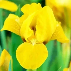 Ирис Pumila Brassie (корневища)