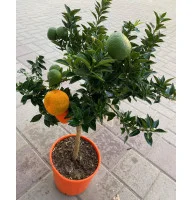 Мандарин Абхазкий