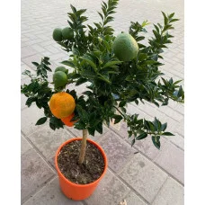 Мандарин Абхазкий