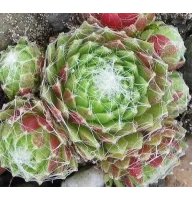 Каменная роза Tomentosum (саженцы)