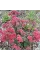 Седум Red Cauli