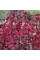 Седум Red Cauli